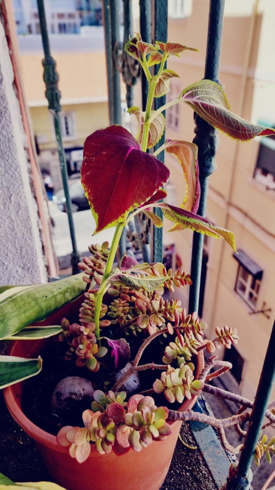Appartement Charming To Rent
